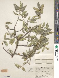 Celtis reticulata image