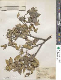 Celtis reticulata image