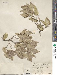 Celtis reticulata image