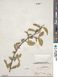 Celtis reticulata image