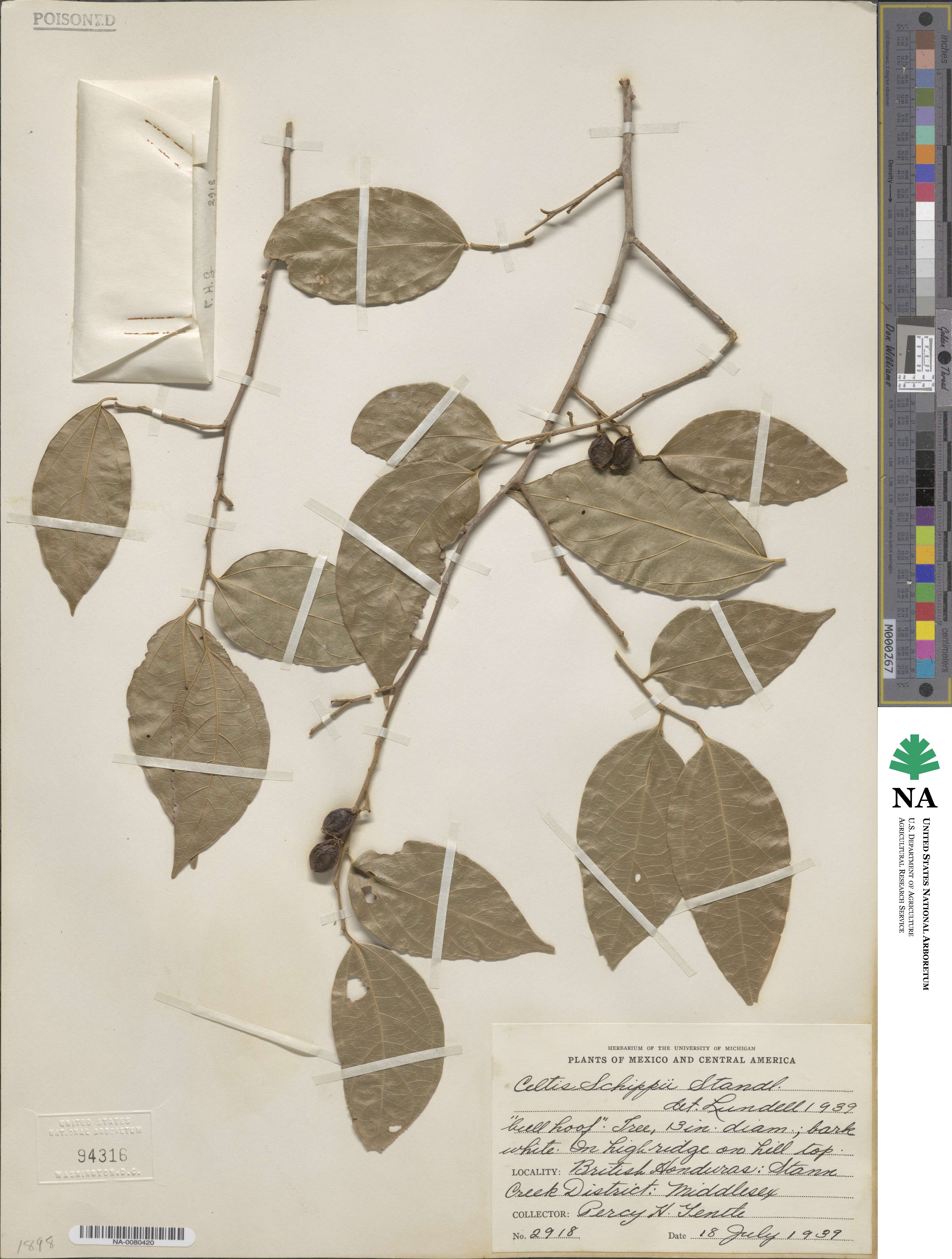 Celtis schippii image