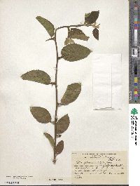 Celtis iguanaea image