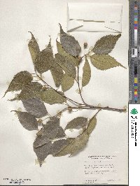 Celtis australis image