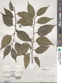 Celtis australis image