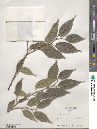 Celtis australis image