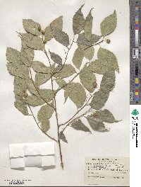 Celtis australis image