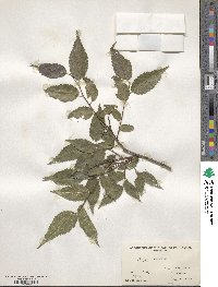 Celtis australis image