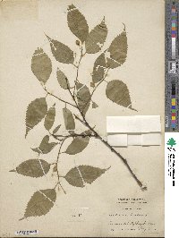 Celtis australis image