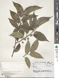 Celtis australis image