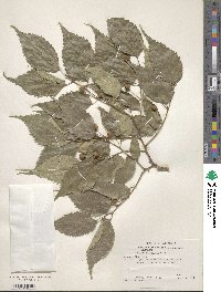 Celtis australis image