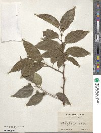 Celtis australis image