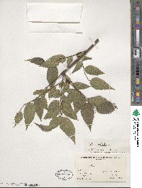 Celtis australis image