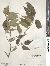 Celtis australis image