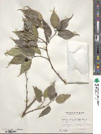 Celtis australis image