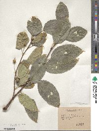 Celtis australis image