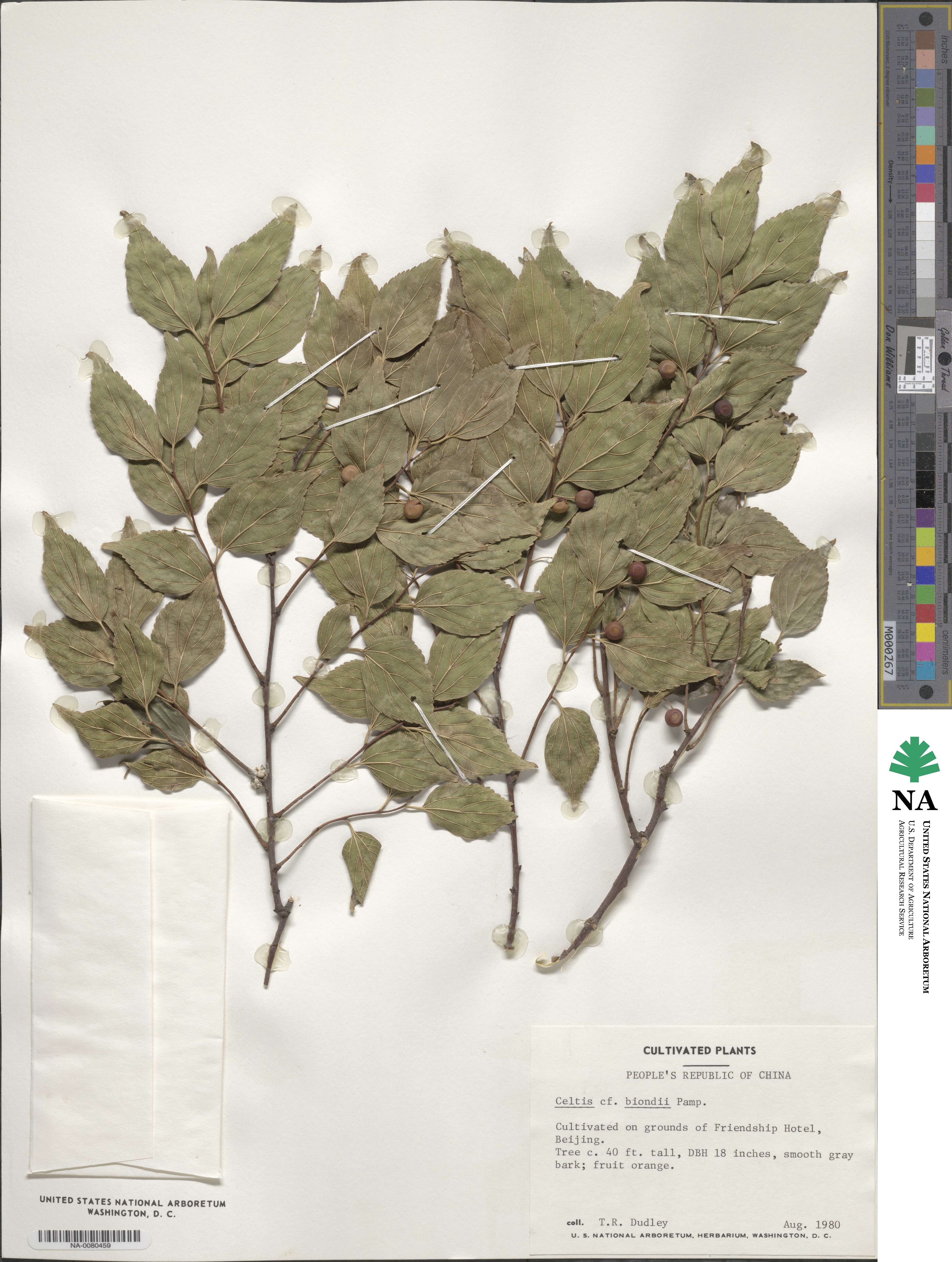 Celtis biondii image