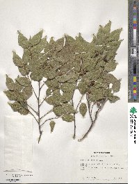 Celtis biondii image