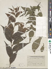 Celtis bungeana image