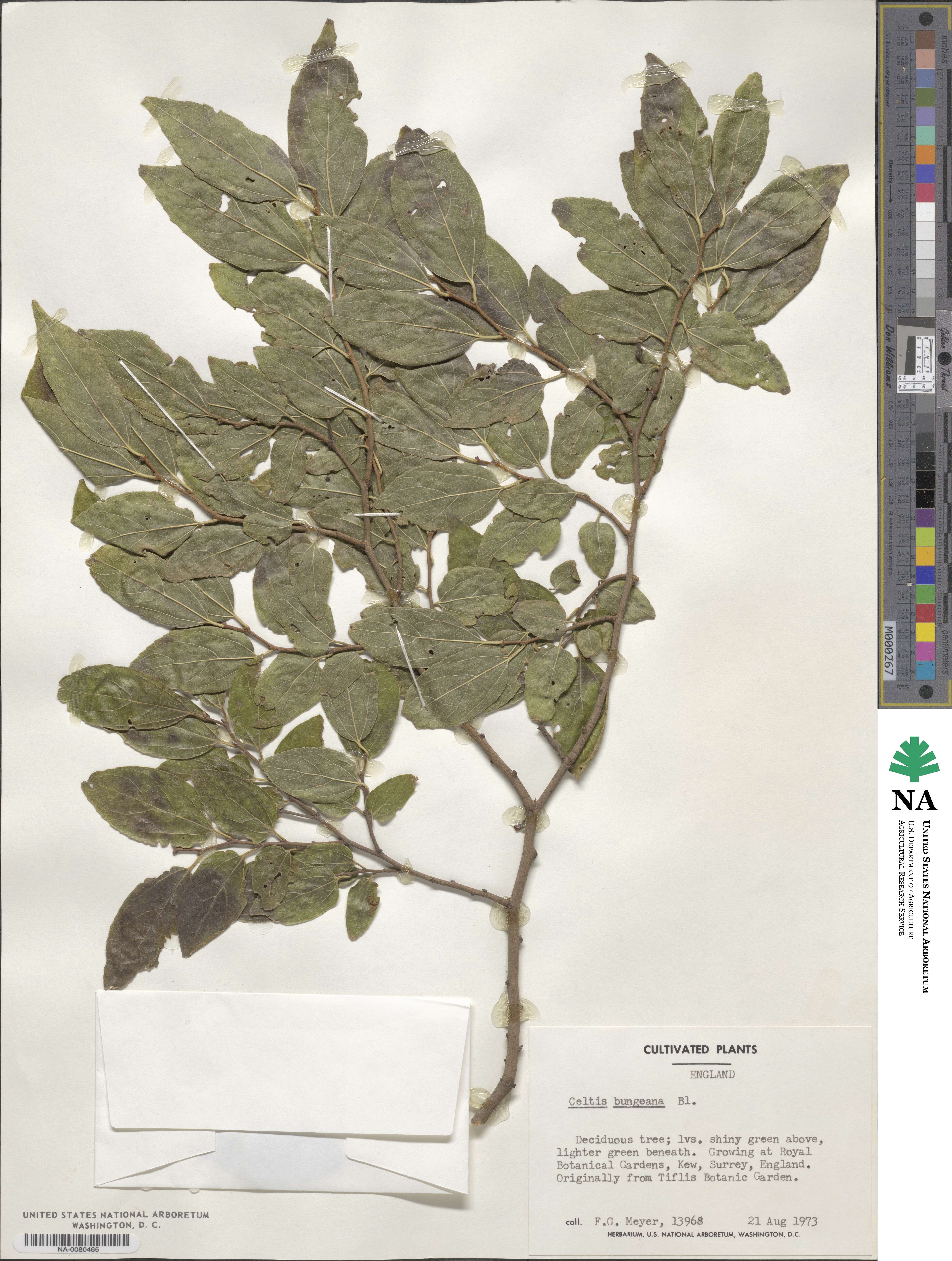 Celtis bungeana image