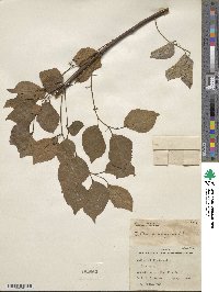 Celtis bungeana image