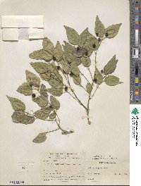 Celtis bungeana image