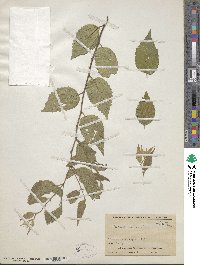 Celtis australis image