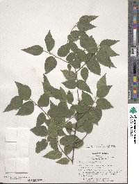 Celtis australis image