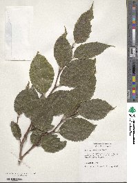 Celtis choseniana image