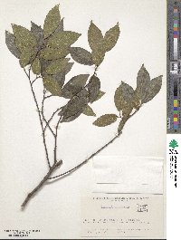 Celtis sinensis image