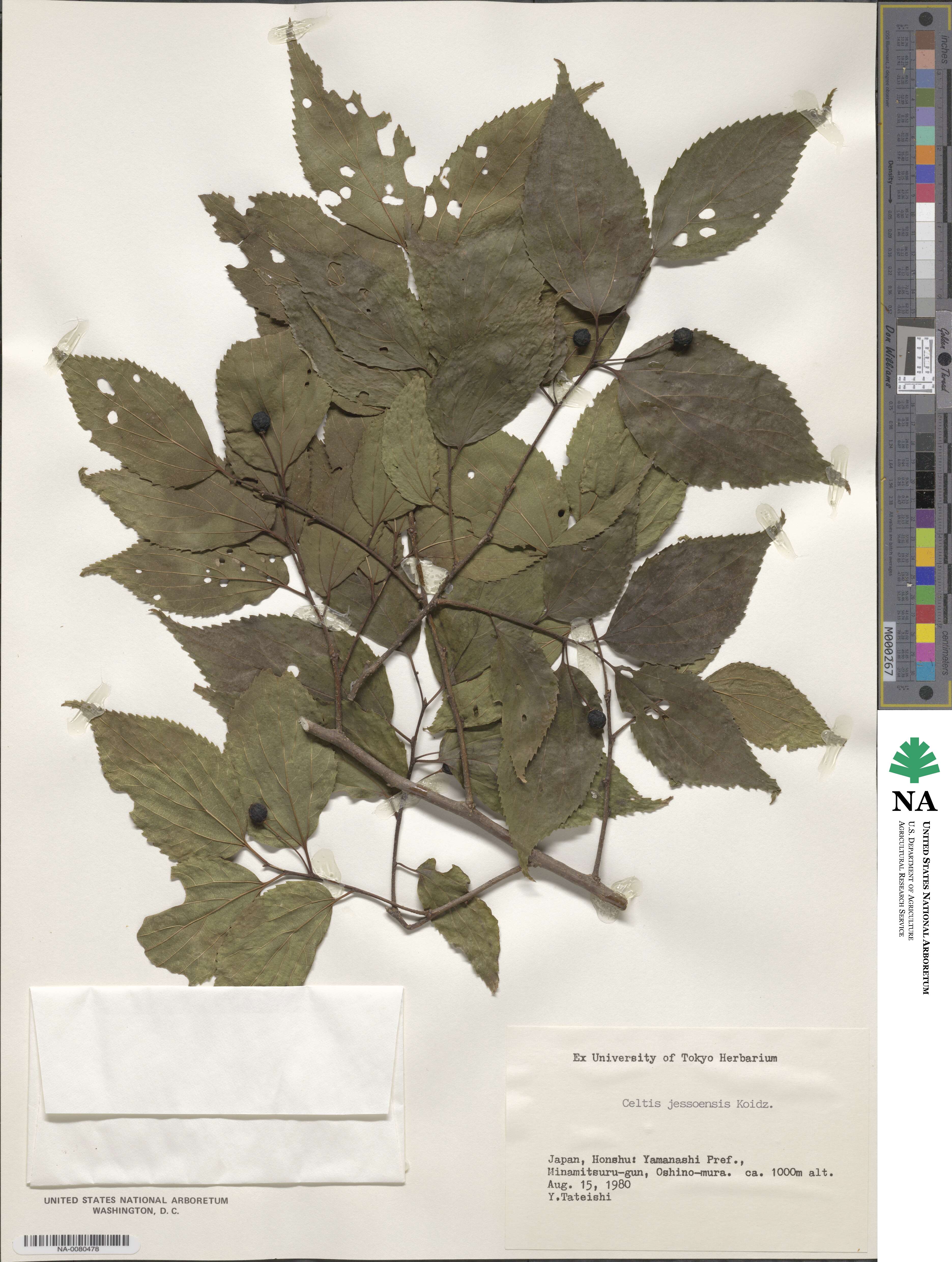 Celtis jessoensis image