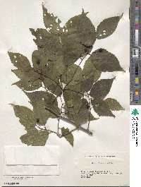 Celtis jessoensis image