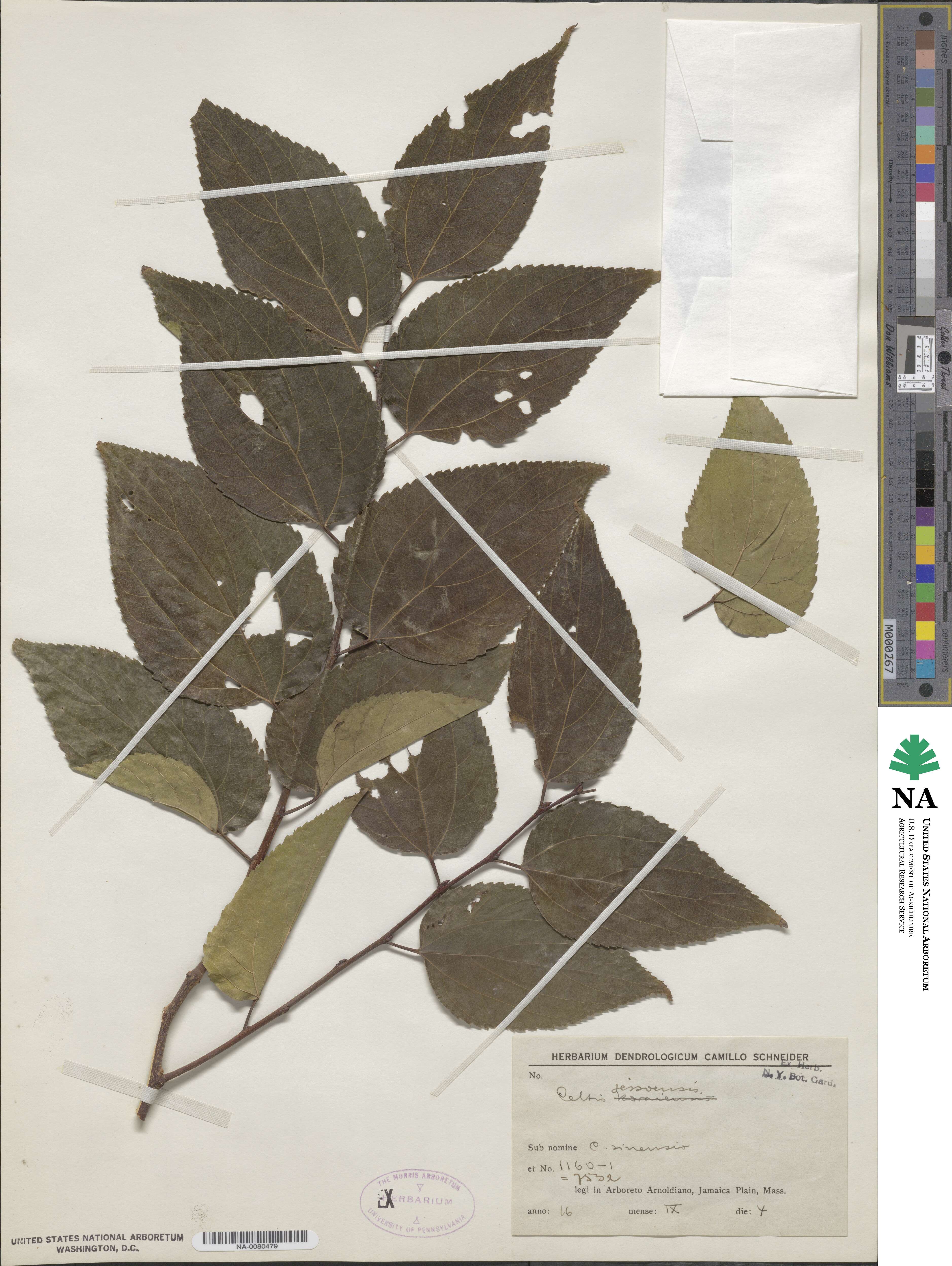 Celtis jessoensis image