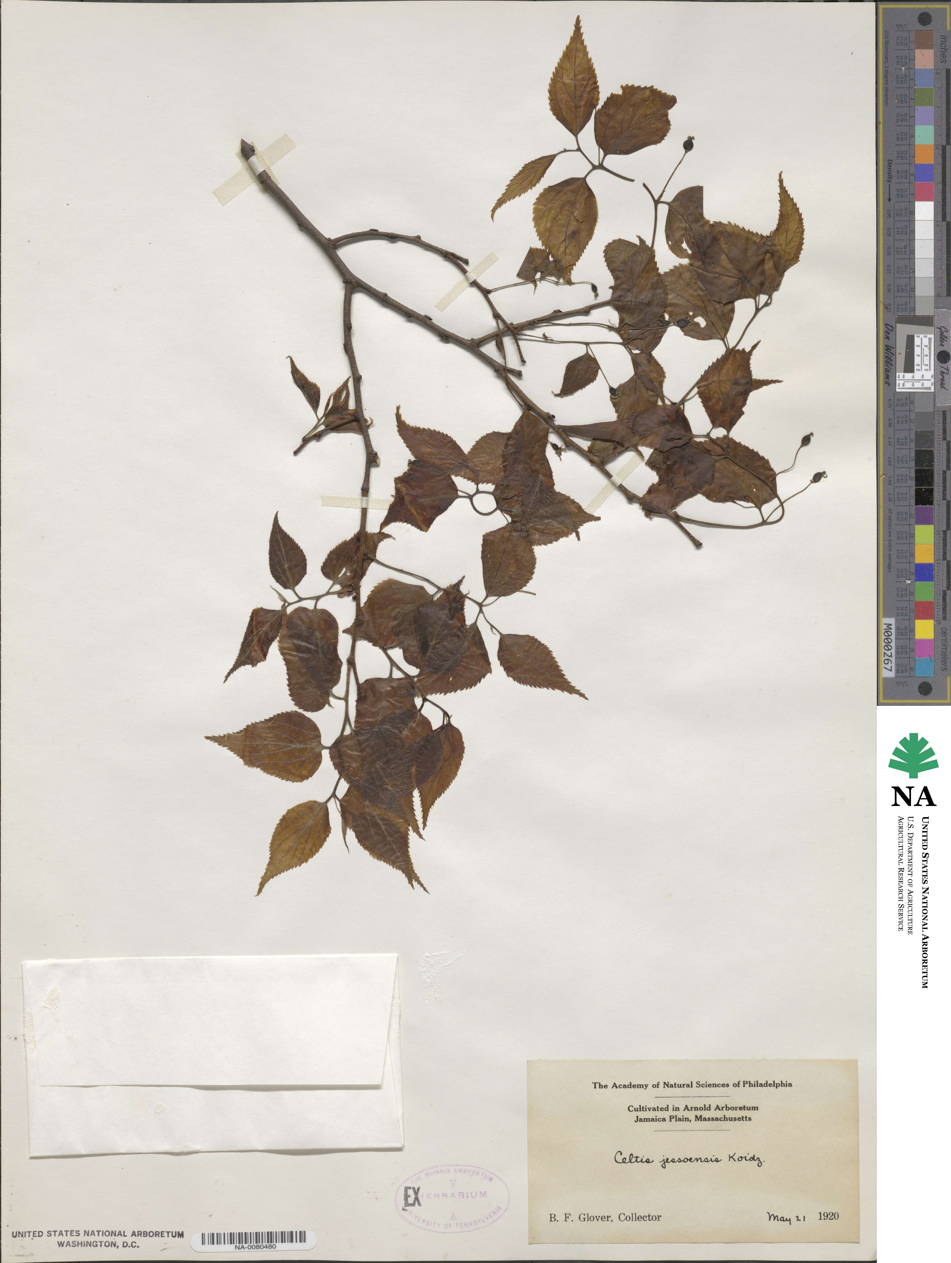 Celtis jessoensis image