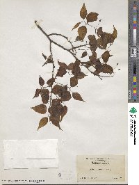 Celtis jessoensis image