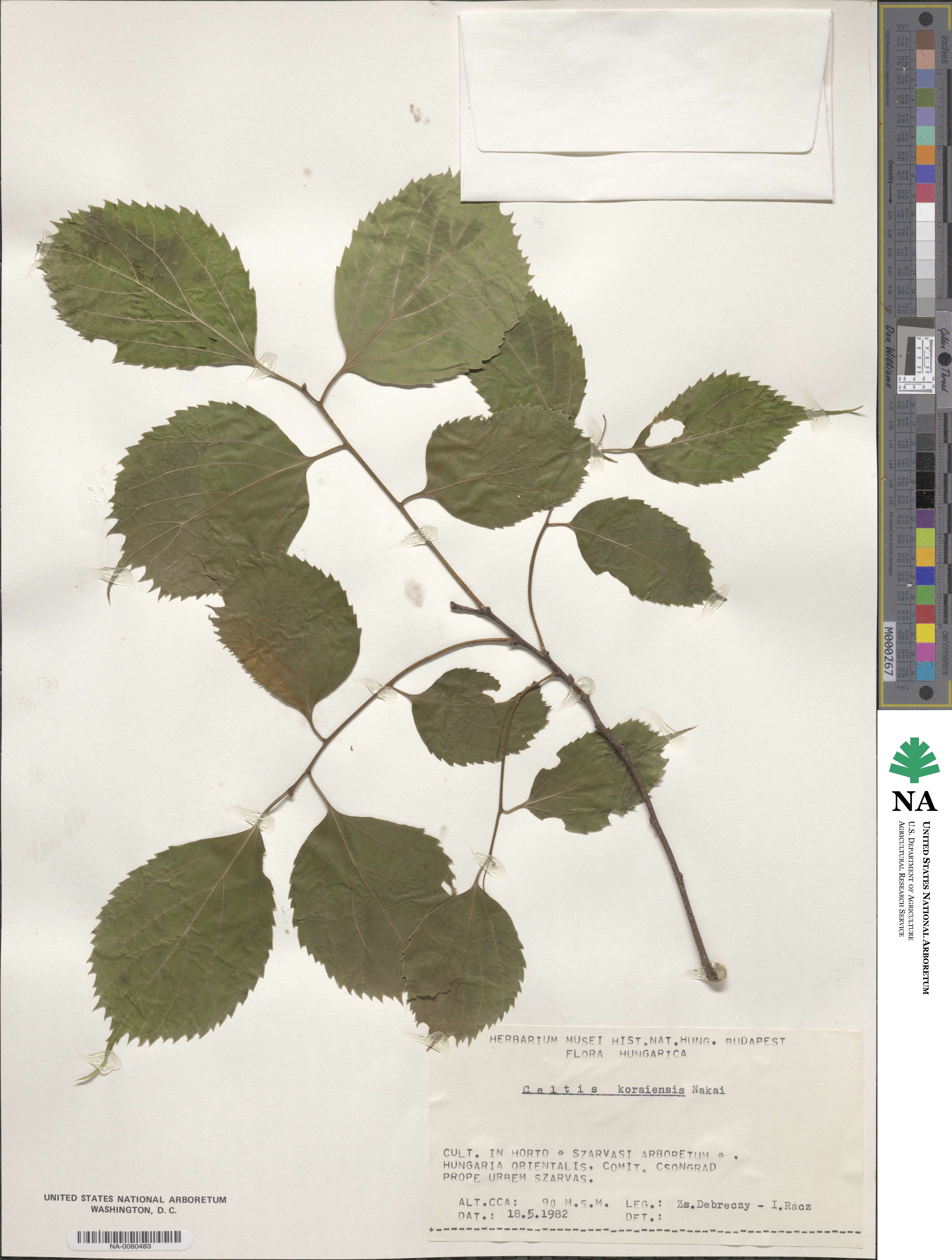 Celtis koraiensis image