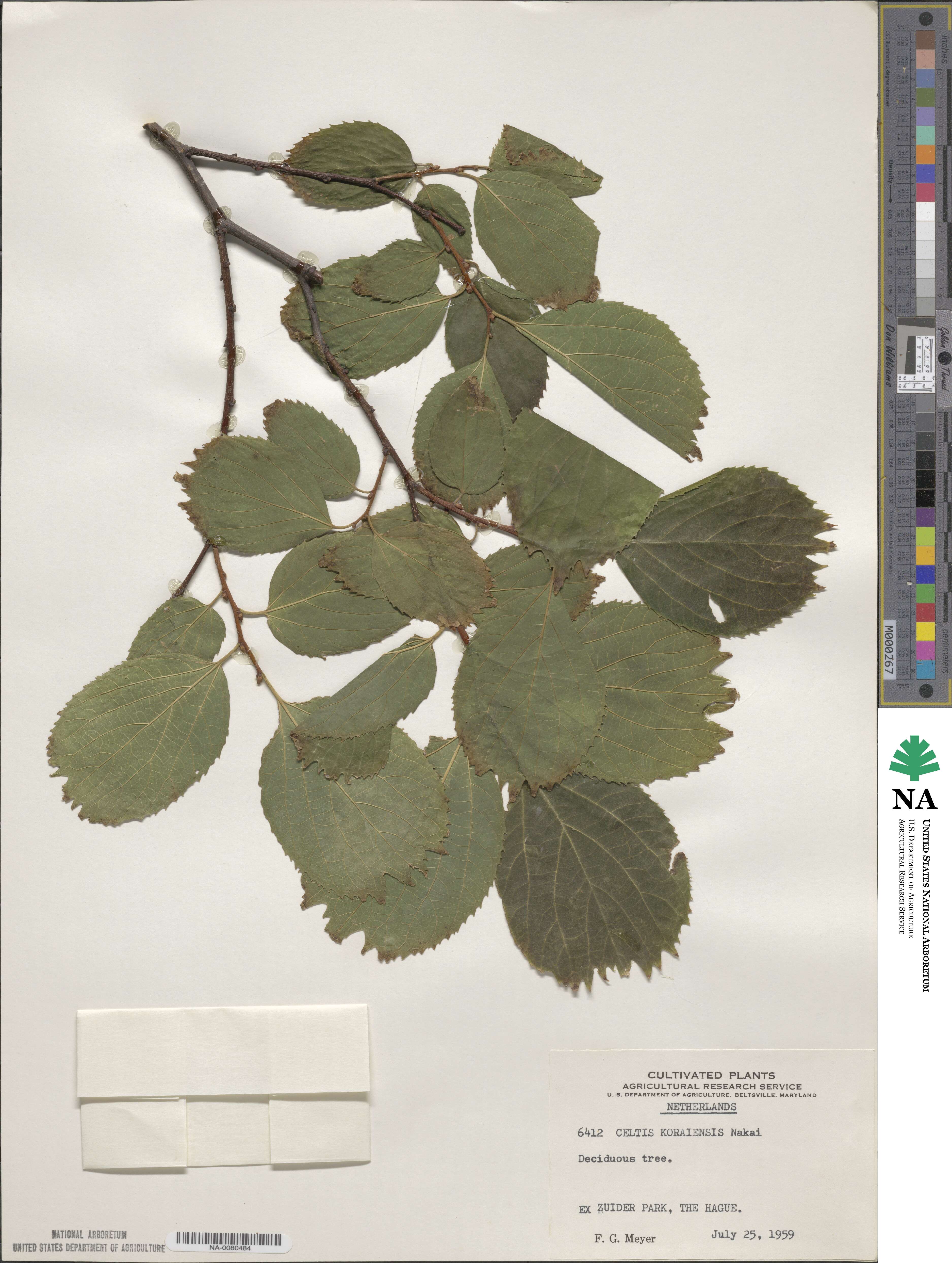 Celtis koraiensis image