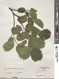 Celtis koraiensis image