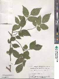 Celtis africana image