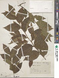 Celtis sinensis image