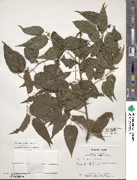 Celtis laevigata var. laevigata image