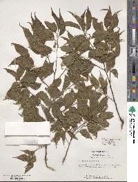 Celtis laevigata var. laevigata image