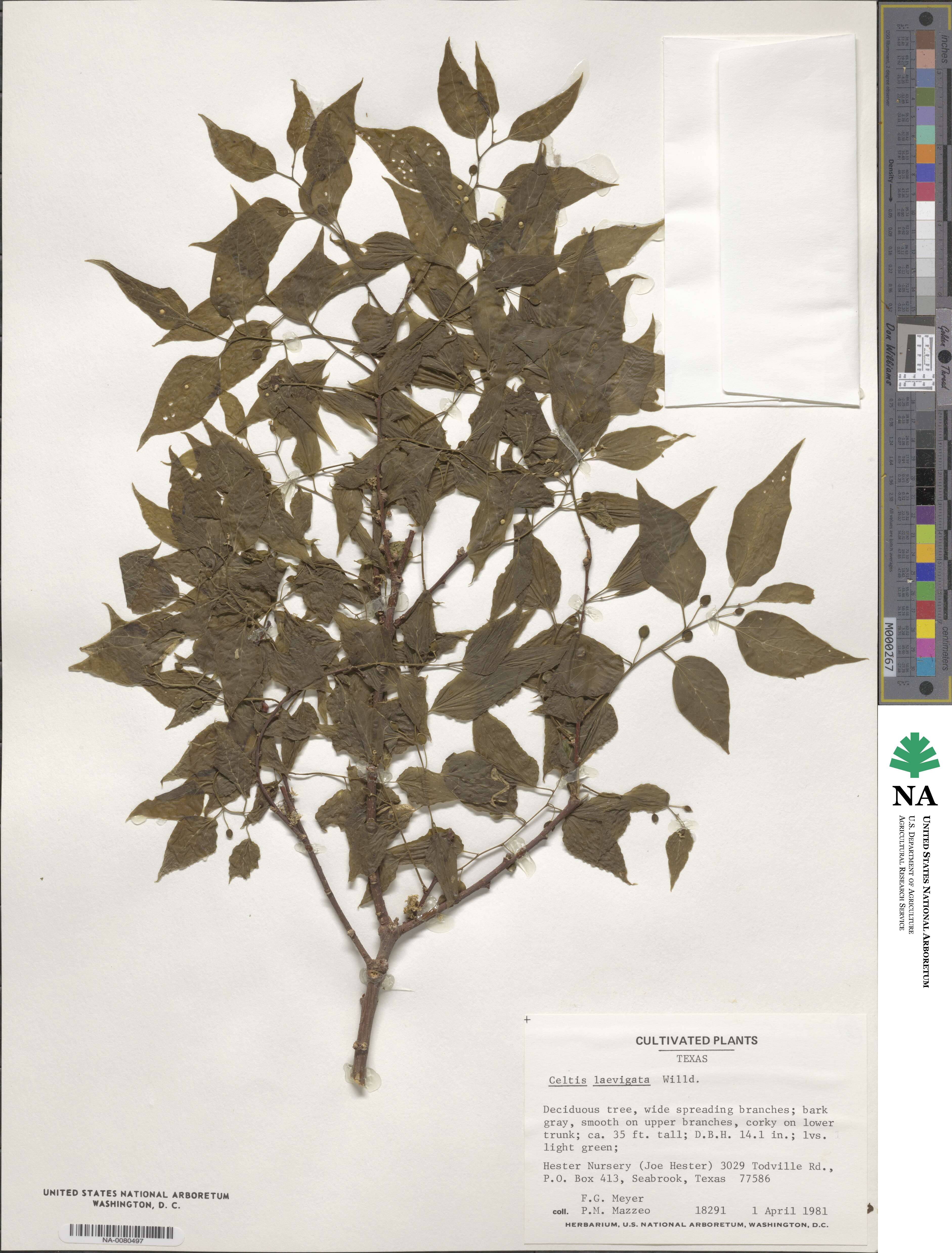 Celtis laevigata var. laevigata image