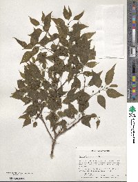 Celtis laevigata image