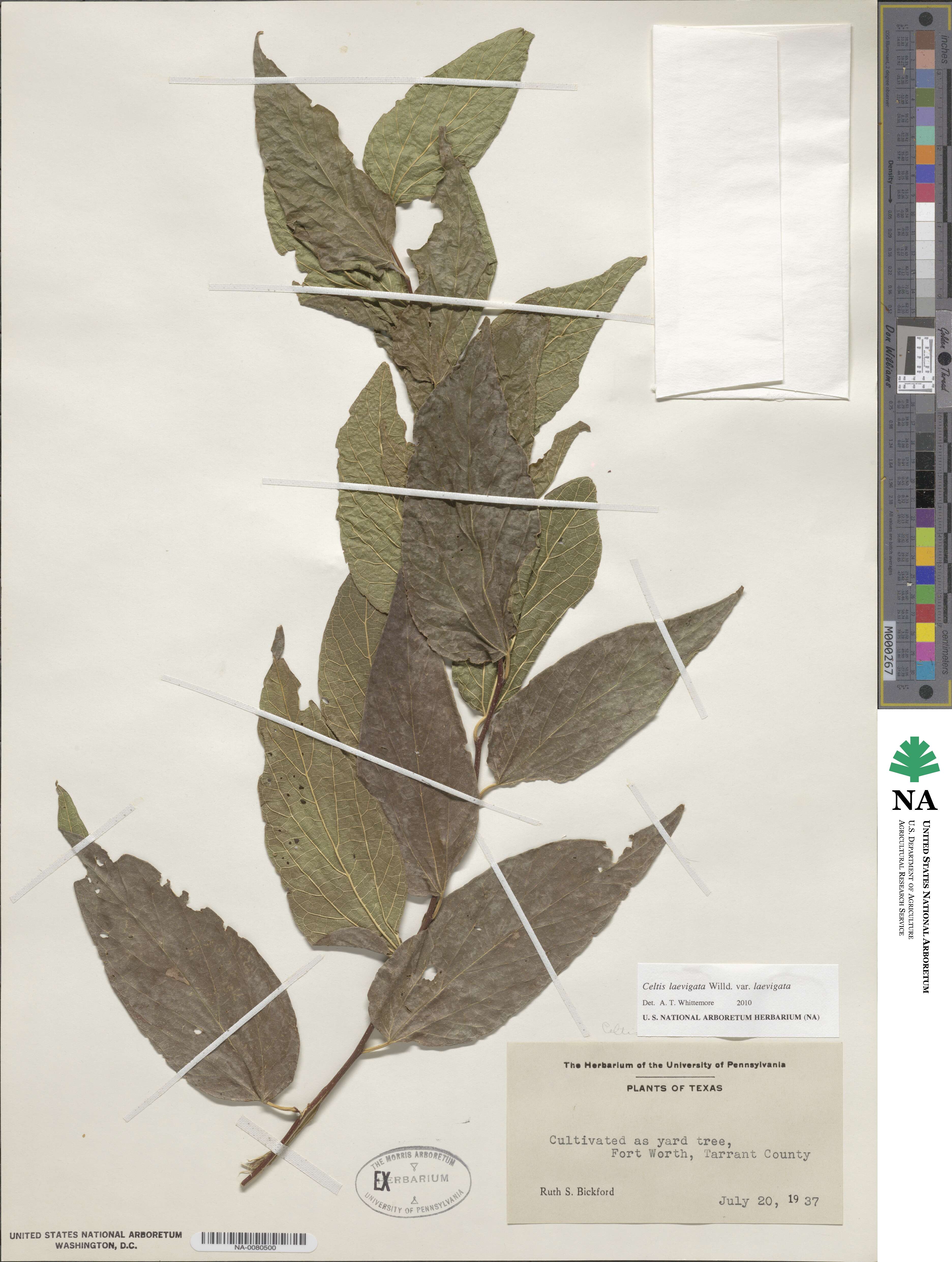 Celtis laevigata var. laevigata image