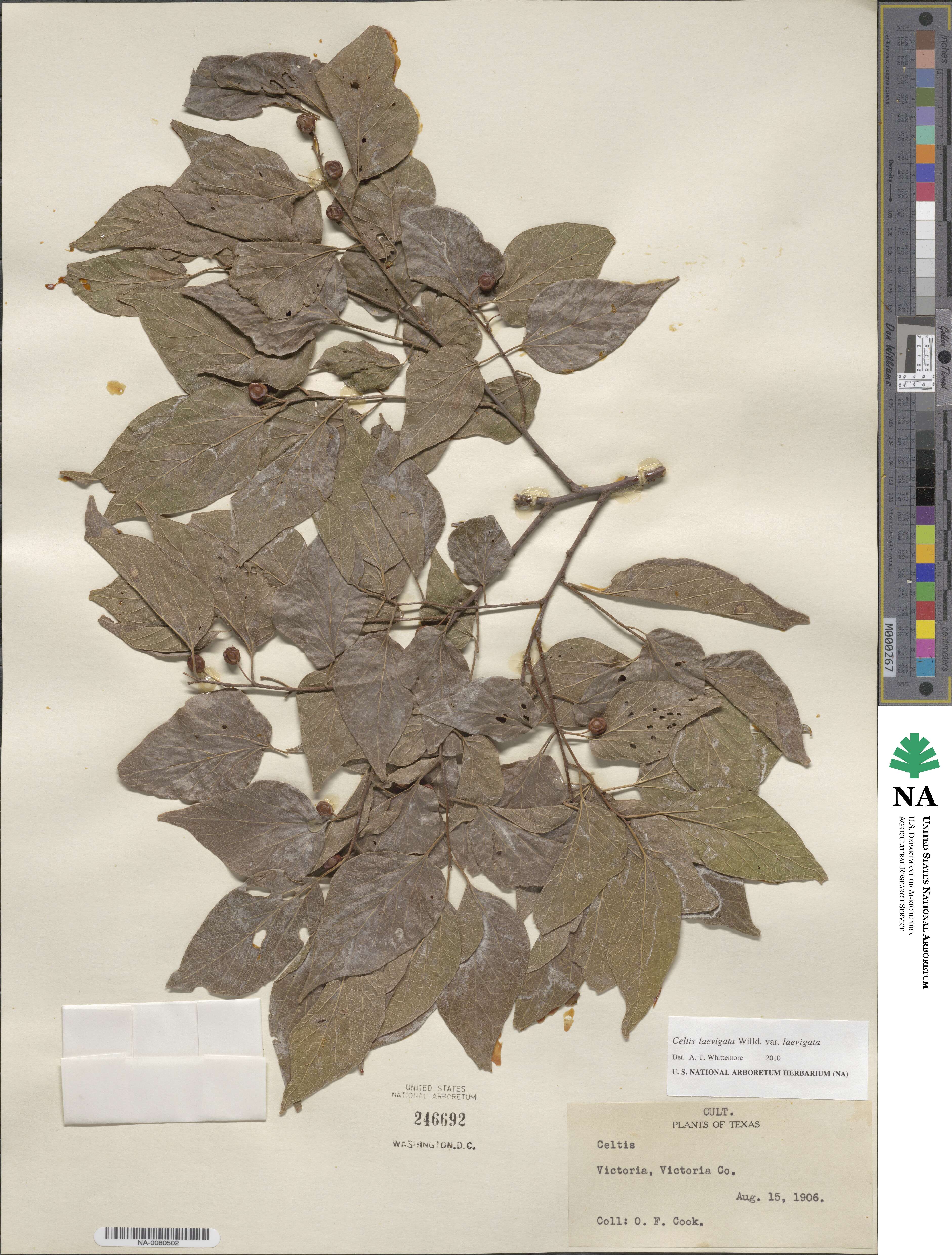 Celtis laevigata image