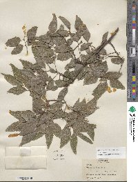 Celtis laevigata var. laevigata image