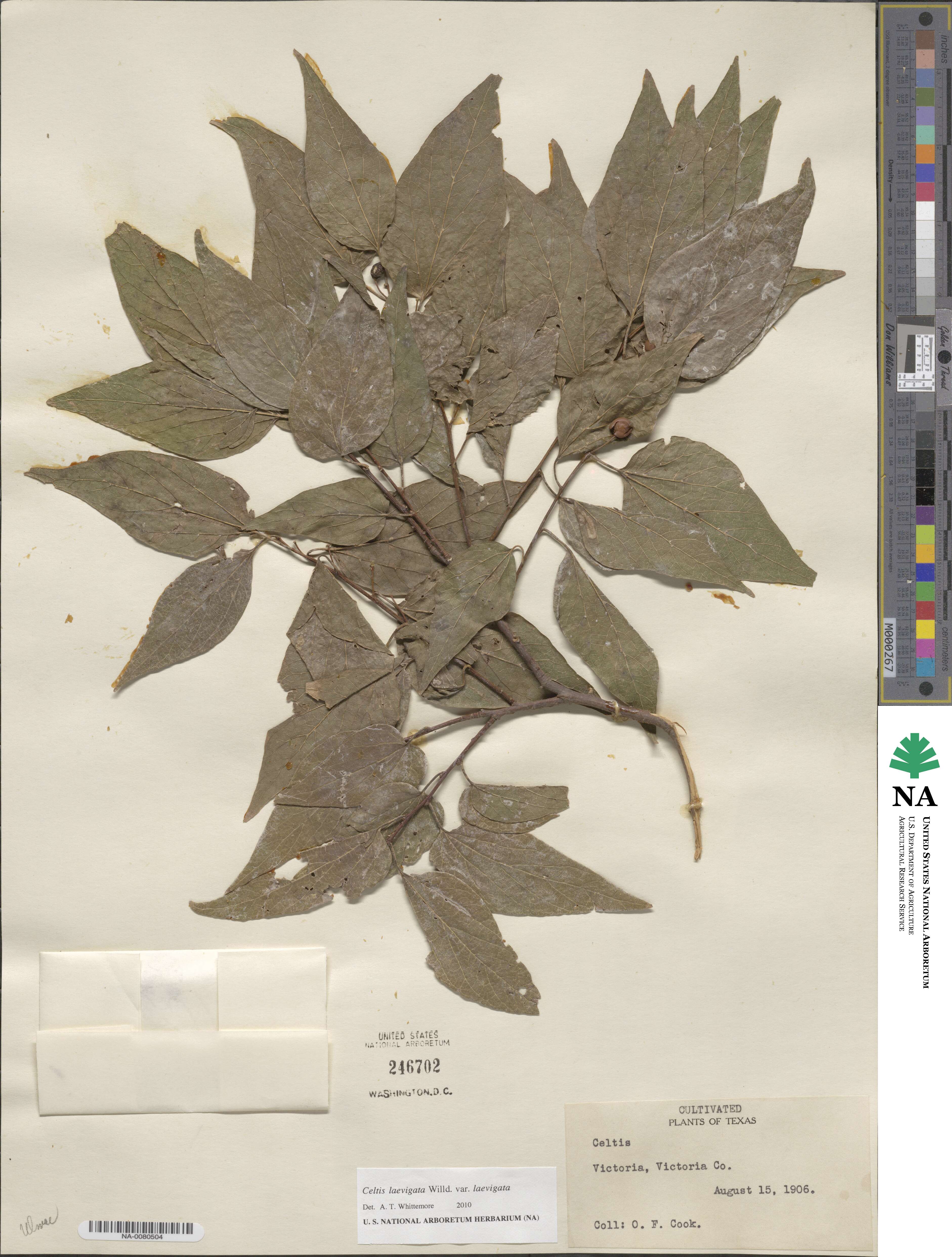 Celtis laevigata image