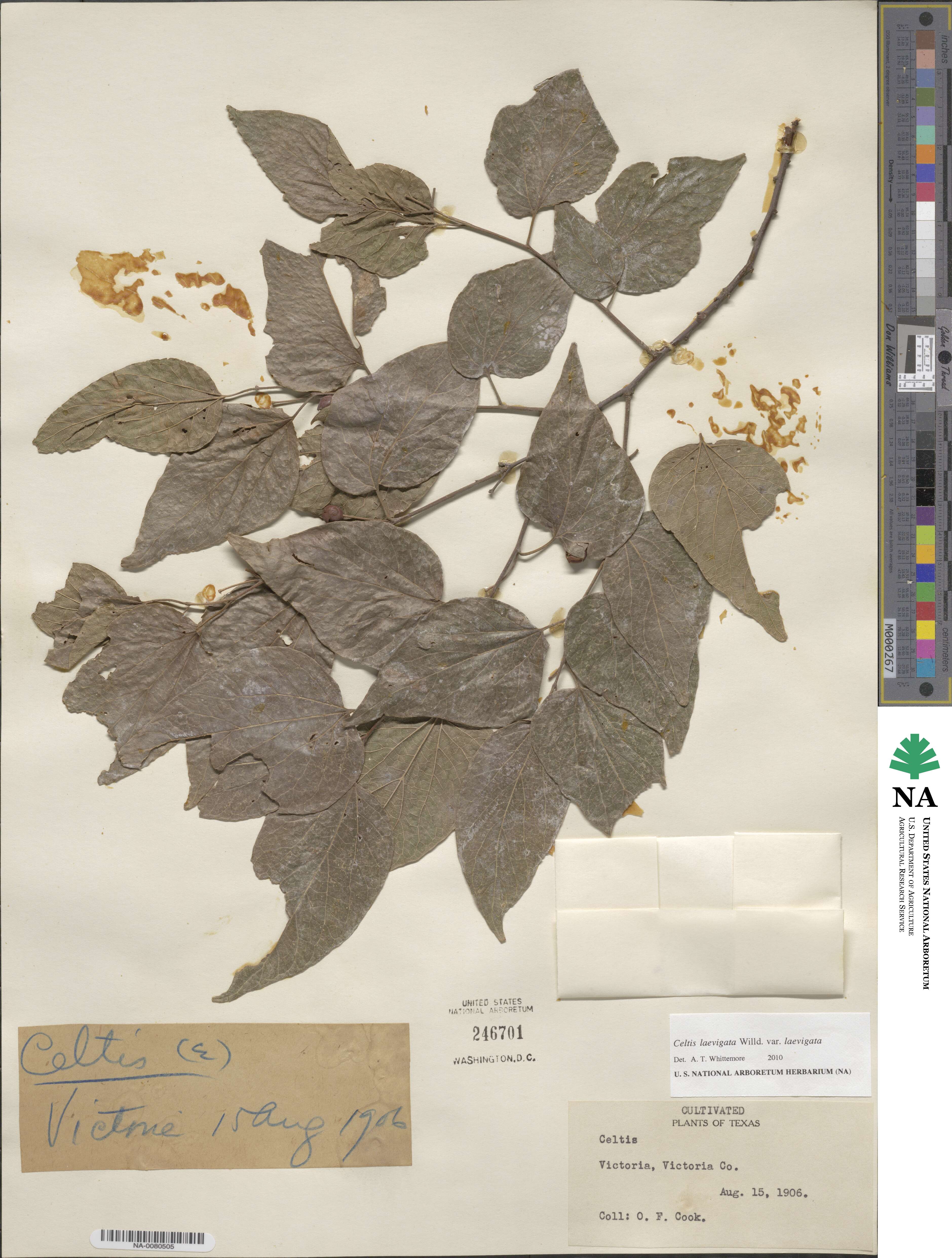 Celtis laevigata var. laevigata image