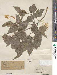 Celtis laevigata image