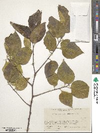 Celtis occidentalis image